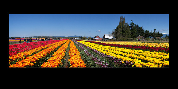 IMG_5160-75 TulipTownfieldssoutheast 3-1 20x10