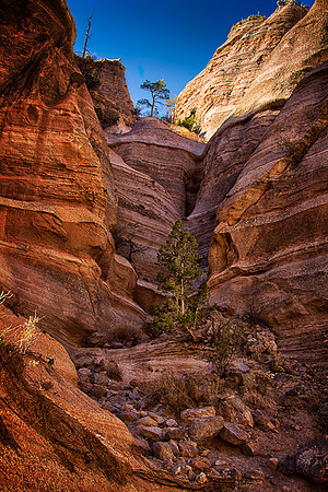 Nancy Speaker Tent Rock Ntashuaslot canyon  tree rock MG_0137
