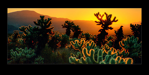 IMG_9271-3 ChollaGardenSunrise 20x16