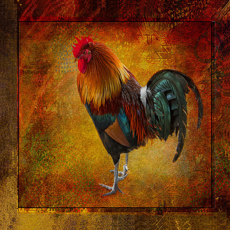 Good Morning Mr. Rooster