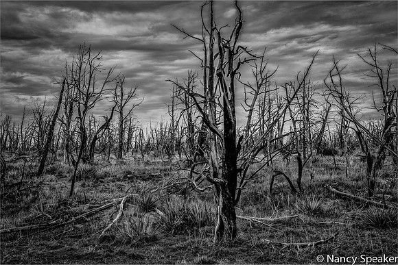 Nancy-Lighting Strikes b w no vin_7427October_17,_2014mesa_verde_