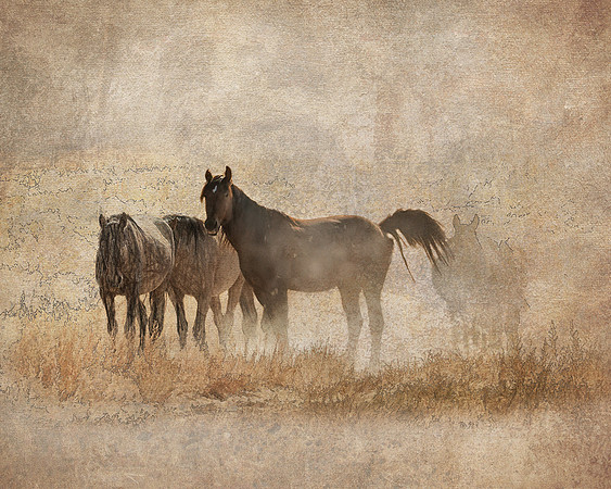 Paul~Speaker~1~Onaqui_Wild_Horses_-13a_alt~Photography~16x23x1~20230528_170056~spkrphot@aol.com