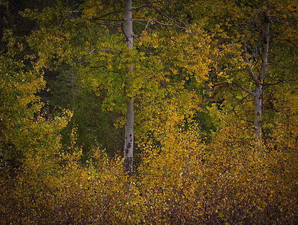 Autumn Color 1