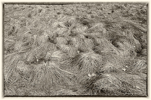 PAN Challenge Summer Fun   Nancy Soeajker_Title_untitled shoot-4206-Edit