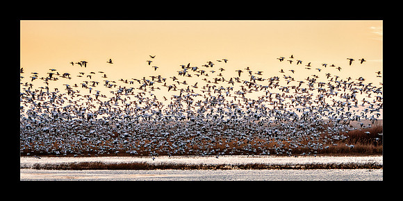 IMG_9067 DawnSnowGeeseFlyout 20x10