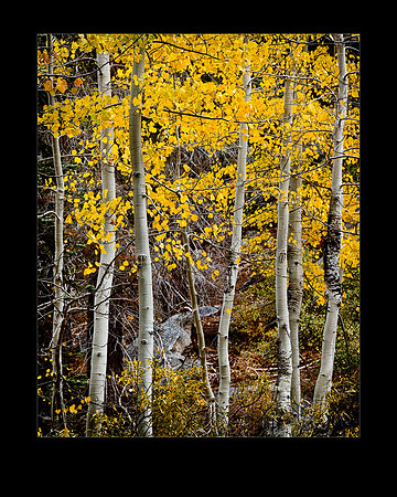 _MG_5918 AspenGrove 16x20