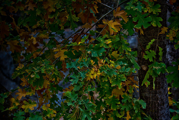 Autumn Color 3