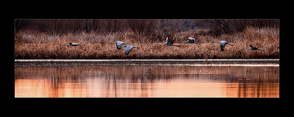 IMG_8229 7SandhillCranesFlyout 20x8a