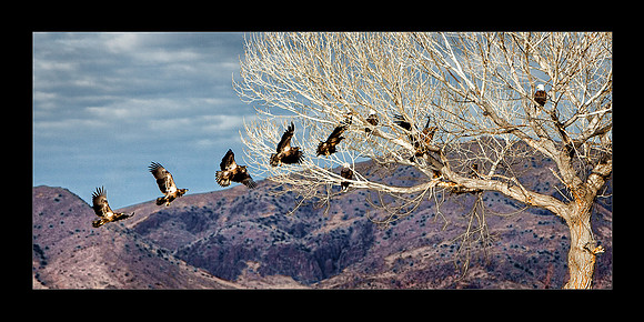 IMG_8276-86 EagleArriving 20x10
