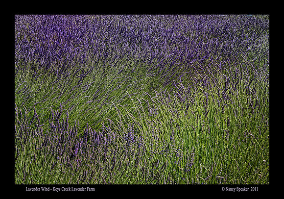 Lavender Wind