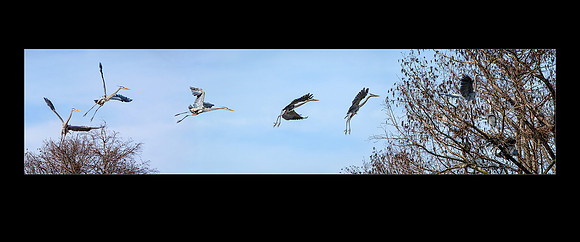 IMG_4652-58 FlightOfTheHeron 24x20d