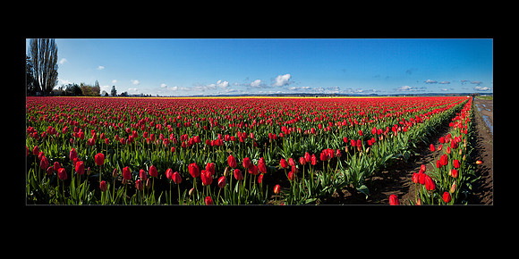 IMG_3672-80 RedTulips 20x10a