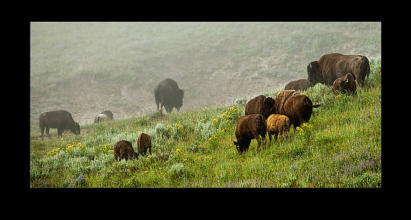 _MG_1355 foggybisonherd 20x16c