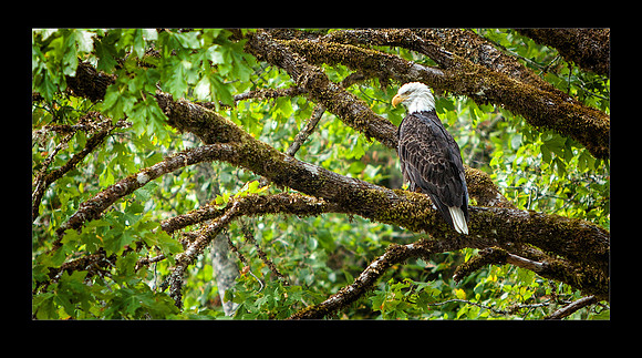 _MG_1447 BaldEagle 20x16