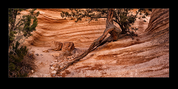 IMG_9675-82 canyonsurvivaltree 20x10a