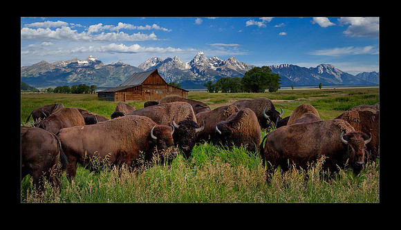 _MG_2142 MormonRow-bisonherd 20x16d