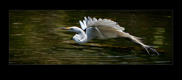 _MG_0956 flight 20x16 workingc