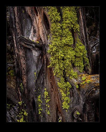 _MG_1920 MossOnTree 16x20