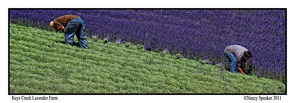 Lavender Harvest