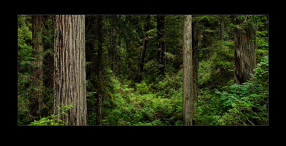 _MG_4351 RedwoodNP trees 20x16