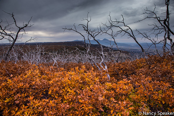 Nancy-_MG_7297October_17,_2014mesa_verde_